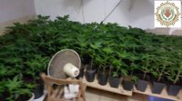 Detenida una pareja por cultivar 213 plantas de marihuana en Vila-real