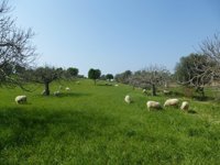 El GOB pide que la Ley Agraria garantice y proteja el suelo rústico para usos primarios