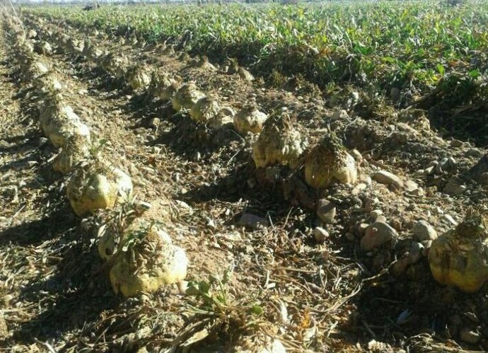 Cultivo de remolacha en la zona leonesa del Páramo.