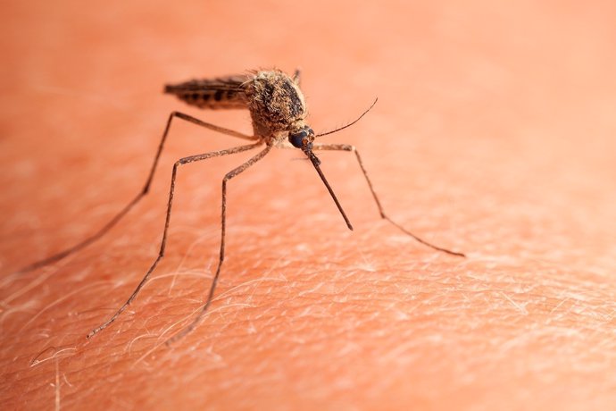 Malaria importada una de las enfermedades tropicales más diagnosticada España