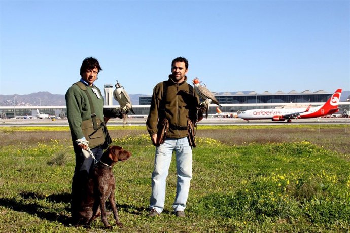 Aeropuerto de Málaga control de fauna comité rutas migratorias aves cetrería