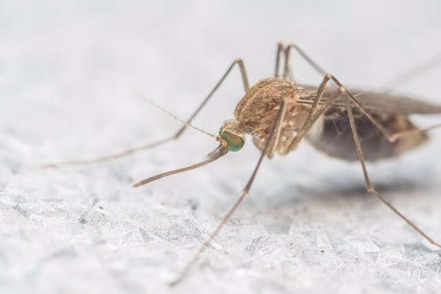 Mosquito, virus del Nilo