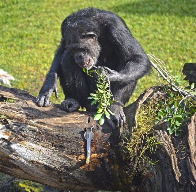Los cuidadores del Bioparc hacen "yogurteros" para los chimpancés