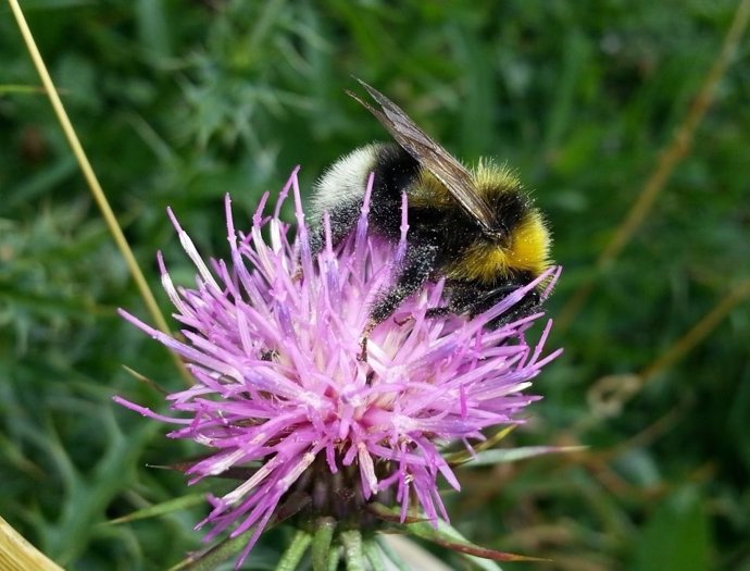 No se detectan nueve especies y dos subespecies de abejorros en los Pirineos