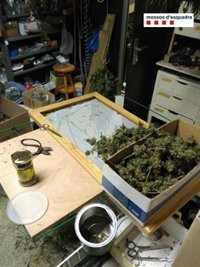 Sucesos.- Detenido un conductor que huyó de un control y tenía 4 kilos de marihuana en casa