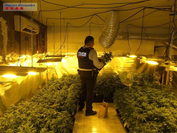Plantació de marihuana