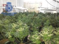 Desmantelan una plantación de marihuana en una casa de Daimús
