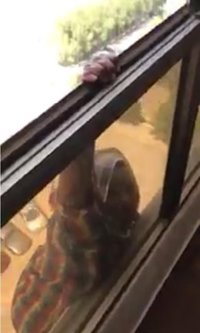 Una mujer graba la caída de su asistenta desde un séptimo piso sin prestarle ayuda, en Kuwait