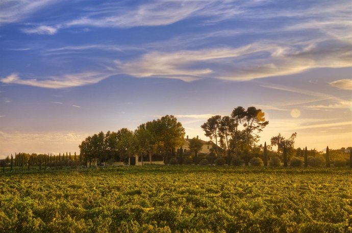Cellers Torres