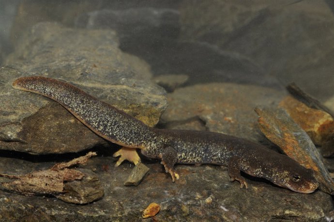 Exemplar de tritó del Montseny