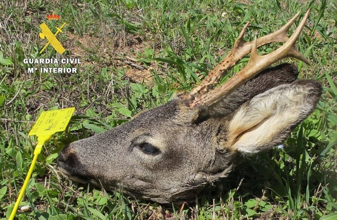 Nota De Prensa. Guardia Civil Burgos