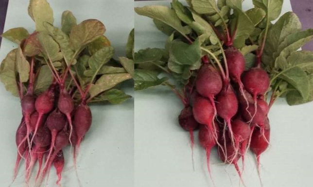 Rábanos sin y con la acción de la hoja biónica