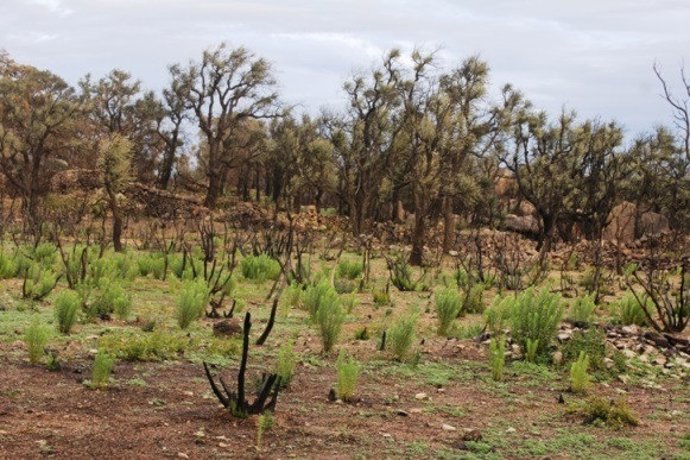 Bosque quemado en el Empordà en 2012