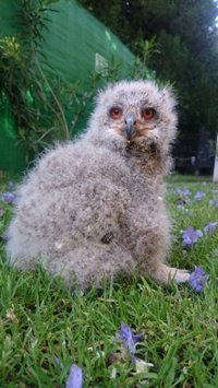 Medio Ambiente abre un proceso de responsabilidad por electrocución de aves en La Safor