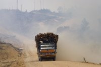 La Eurocámara reclama límites al uso de aceite de palma por su impacto en deforestación