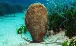Nacra, un molusco en situación vulnerable en el Mediterráneo