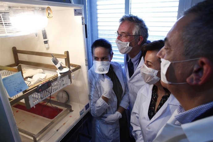 Aragón colabora en reintroducir el quebrantahuesos en la Cordillera Cantábrica