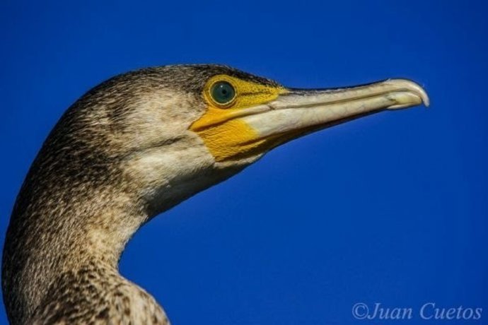 Cormorán