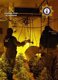 Desmantelado un invernadero clandestino de marihuana en Calasparra
