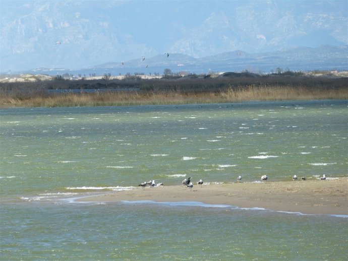 Aves en el Delta del Ebro, Delta de l'Ebre