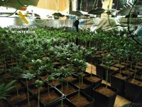 Incautadas 1.865 plantas de marihuana y detenidas dos personas en El Casar