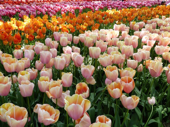 Tulipanes, flores, primavera