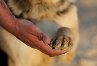 Un perro frustra un atentado suicida durante una boda en el noreste de Nigeria