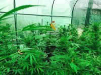 Detienen a dos personas acusadas de cultivar y elaborar marihuana en Pizarra