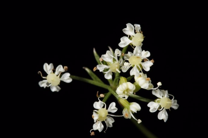 Rivasmartinezia (Apiaceae)