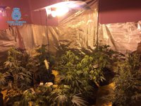 Desmantelada una plantación de marihuana en un piso de Mérida y detenidos sus dos moradores