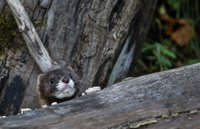 La IUCN pide a España por carta un plan como el del lince ibérico para salvar el visón europeo