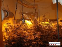 Tres detenidos por cultivar 500 plantas de marihuana y defraudar 5.000 euros de luz