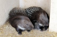 Nace un puercoespín africano en el Parque Zoológico La Era de las Aves, en Fresno El Viejo (Valladolid)