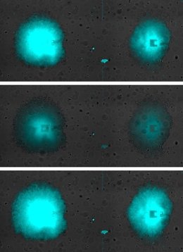 Oscil·lacions sincronitzades de dos biofilms