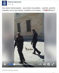 La Policía Nacional conquista las redes sociales al escoltar a una familia de patos