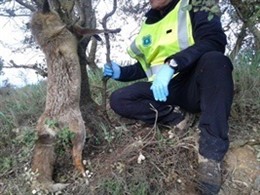 Un agente rural libera a una zorra que se había quedado atrapada en una trampa
