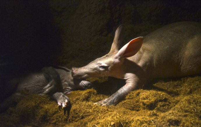 Oricteropos - madre y cría - abril 2017 BIOPARC Valencia