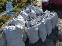 La Policía Nacional evita el robo de 1.400 kilos de aguacates en una finca de Los Realejos (Tenerife)