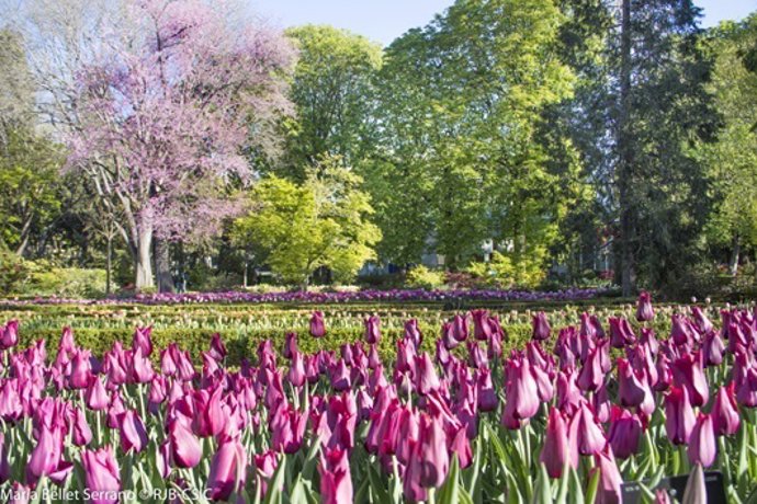 Tulipanes en el Real Jardin Botanico primavera