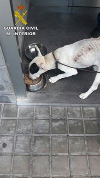 Investigan a una persona en Gran Canaria por maltratar a un perro