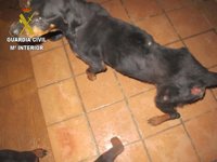El Seprona investiga a una persona en Chiloeches por la muerte de un 'rottweiler'