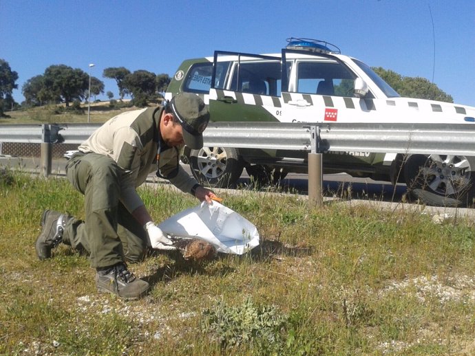 Cernícalo encontrado muerto en Boadilla del Monte