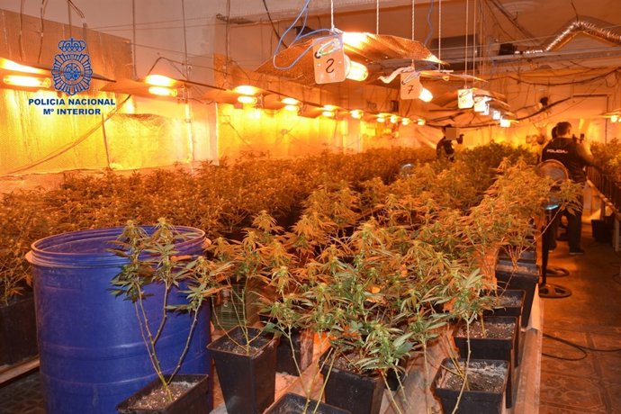 Los agentes se han incautado de 400 plantas