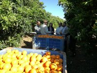 El LiderA respalda la apuesta por la innovación e incorporación de nuevas variedades de cítricos de Manzodiel (Huelva)