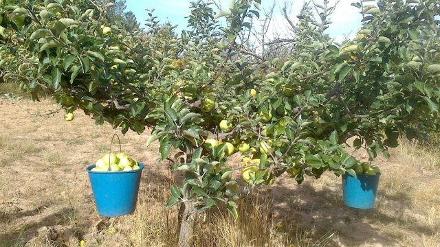 Burgos. Recolección de manzana reineta en el Valle de la Caderechas