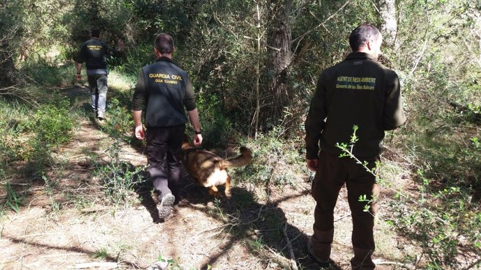 Agentes de medio ambiente y Guardia Civil buscan veneno para animales en Menorca