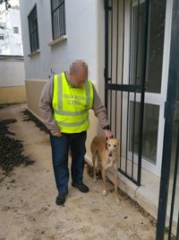 Investigado en Sevilla por apropiarse de una galga valorada en casi 2.500 euros