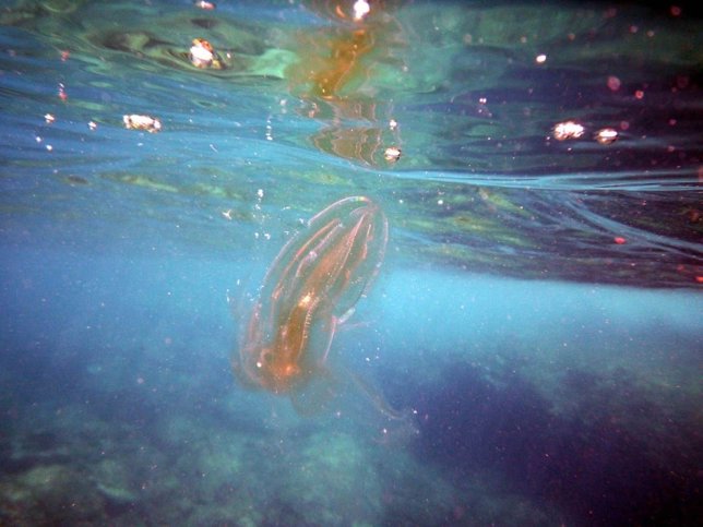 Ctenóforo en el Mediterráneo.