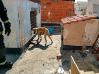 Rescatan a un perro encadenado y sin comida de la azotea abandonada en Almería