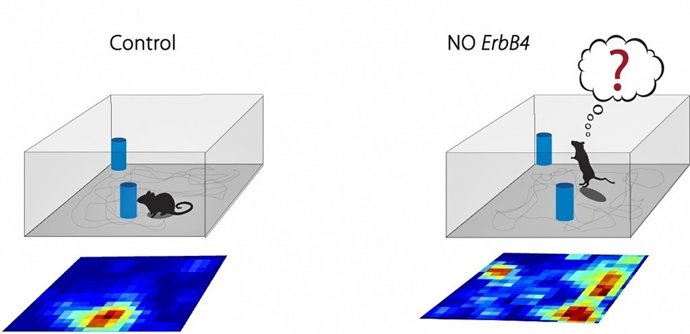 Descubren un mecanismo neuronal clave para la orientación espacial